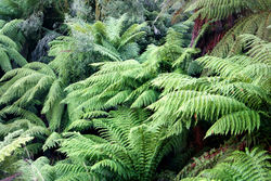 Tasmanian tree fern